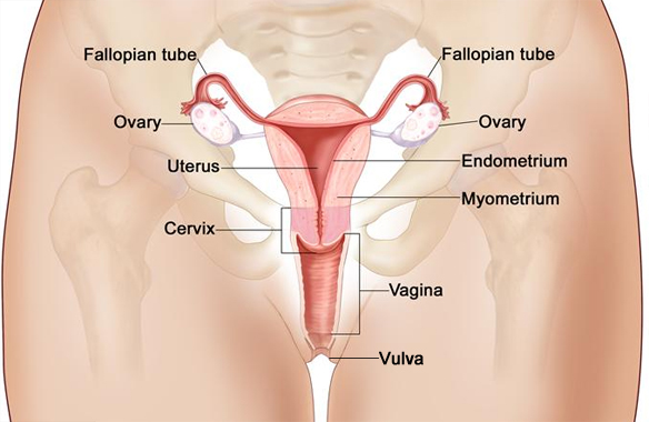 Gynecology Explained