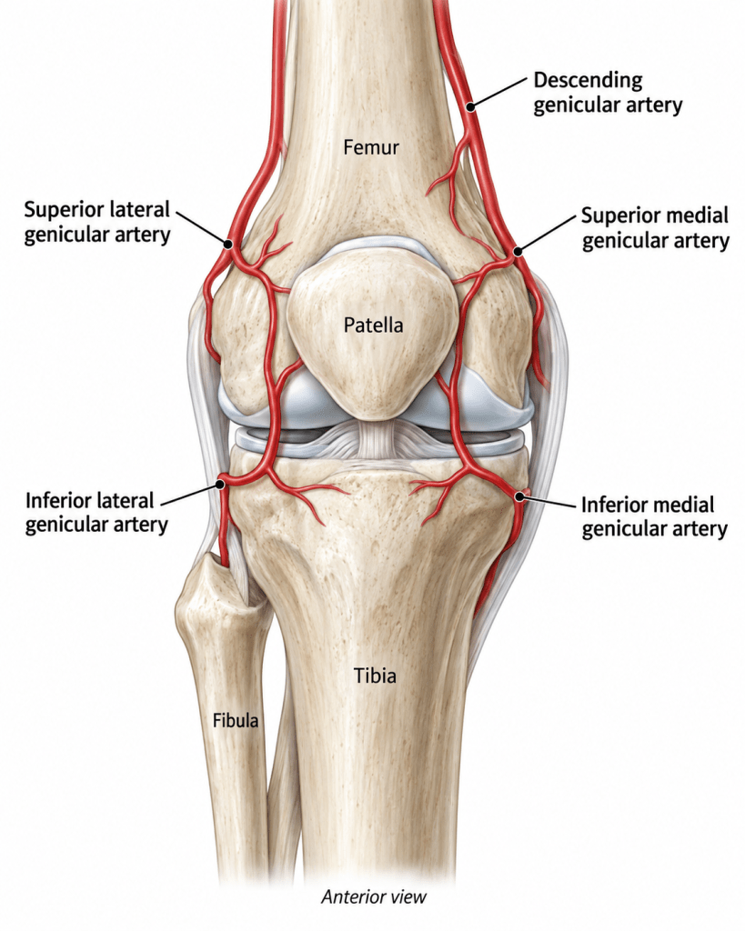 Chronic Knee Pain Treatment Without Surgery in Indore